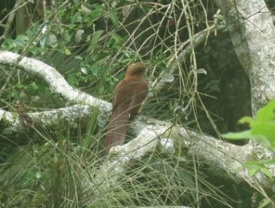 Squirrel Cuckoo