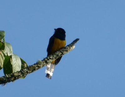 Gartered Trogon