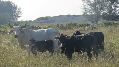 Cattle