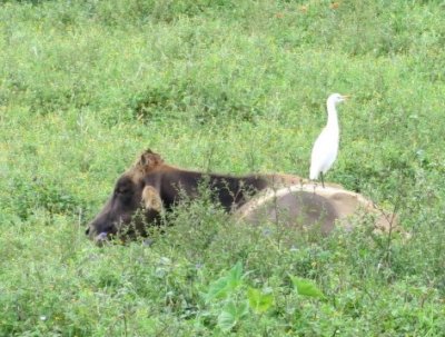 The Odd Couple