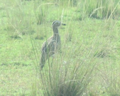Double-striped Thick-knee