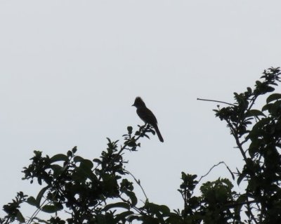 Yellow-bellied Elaenia silhouette
