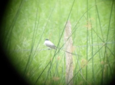 Fork-tailed Flycatcher - bad picture of a good bird