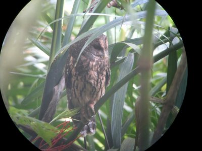 Mottled Owl