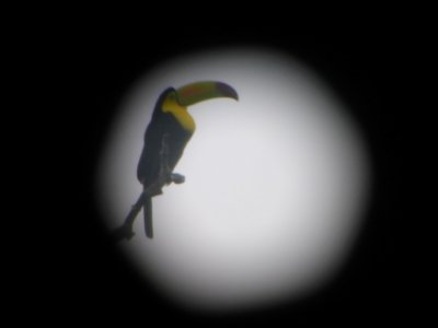 Keel-billed Toucan