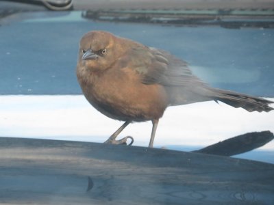  Great-tailed Grackle on our vehicle hood at Walmart