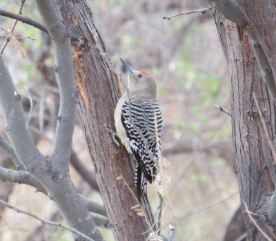 Gila Woodpecker at Paton's