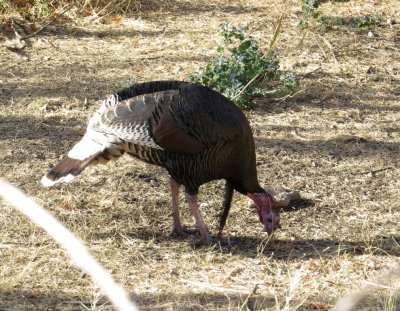 Wild Turkey at Madera Canyon