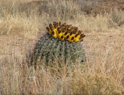 10. Barrel Cactus