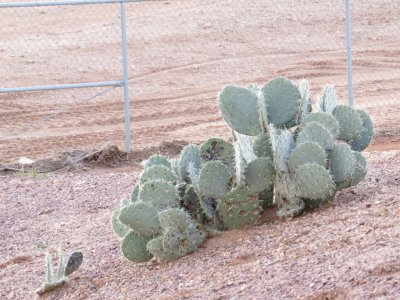 Prickly Pear Cactus at wetland