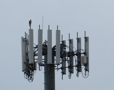 Peregrine Falcon on Tower