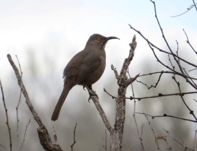 Curve-billed Thrasher