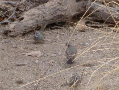 Rufous-crowned Sparrow