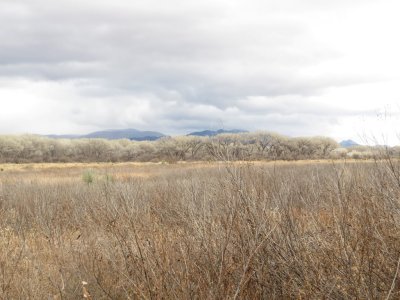 San Pedro Cottonwoods