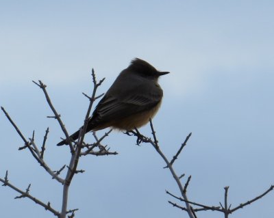 Say's Phoebe