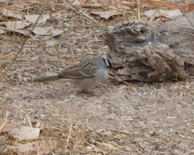 White-crowned Sparrow