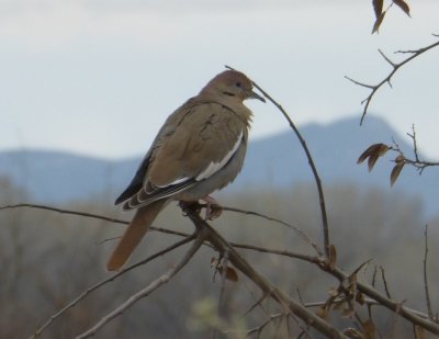 White-winged Dove