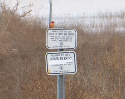 Vermillion Flycatcher