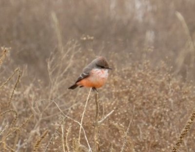 Vermillion Flycatcher