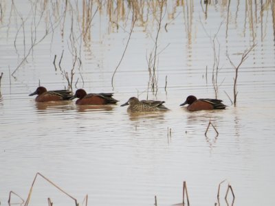 Cinnamon Teal