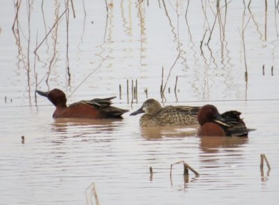 Cinnamon Teal