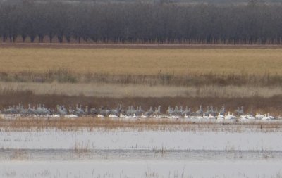 Sandhill Cranes and Ross's Geese