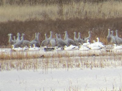 Cranes and Geese