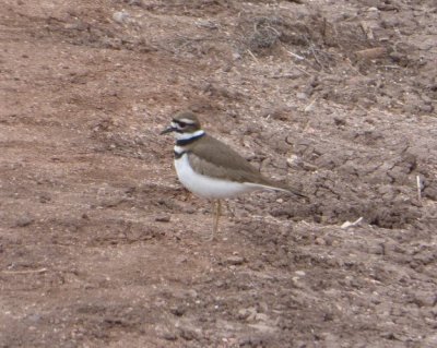 Killdeer.jpg