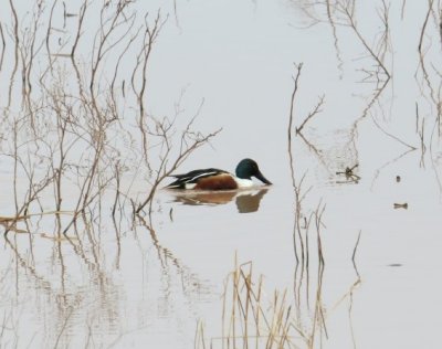 Northern Shoveler