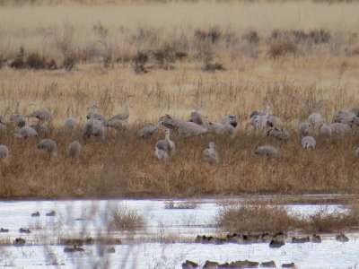 Cranes and Waterfowl at Apache Station.JPG