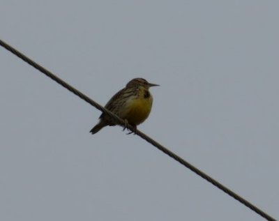 Western Meadowlark