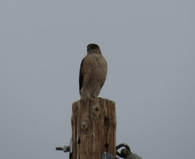 Red-shouldered Hawk