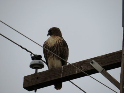 Red-tailed Hawk