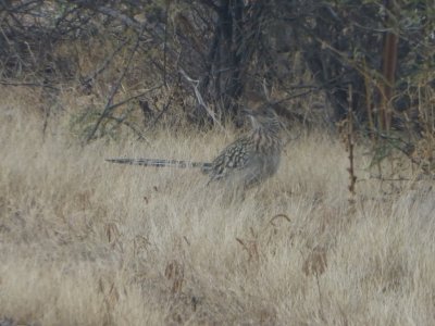 Roadrunner
