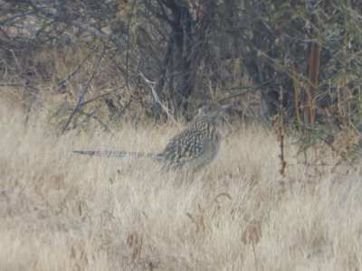 Roadrunner