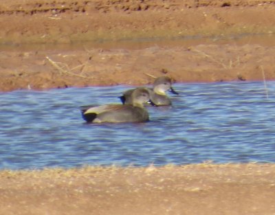 Gadwall