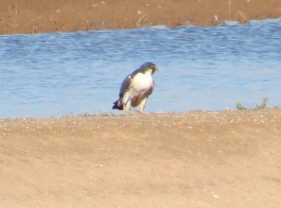 Peregrine Falcon