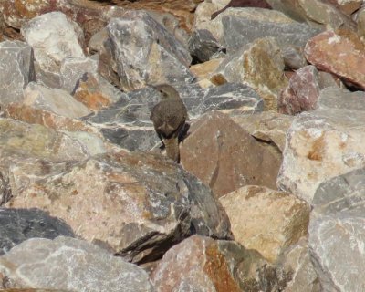 Rock Wren