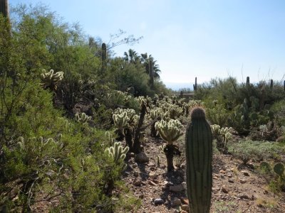 Sonora Desert Museum