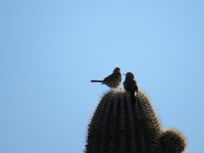 Cactus Wrens having a chat