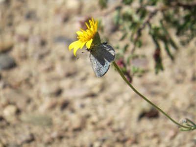 Azure butterfly