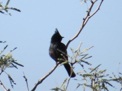 Phainopepla