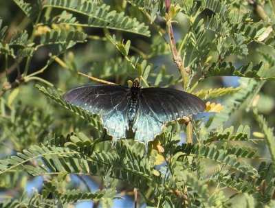 Pipevine Swallowtail