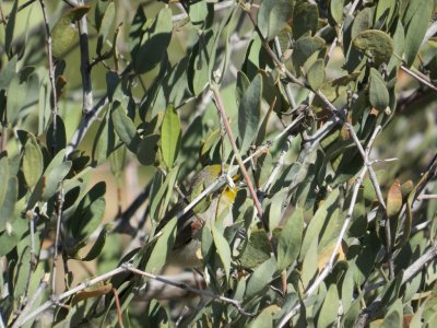 Verdin