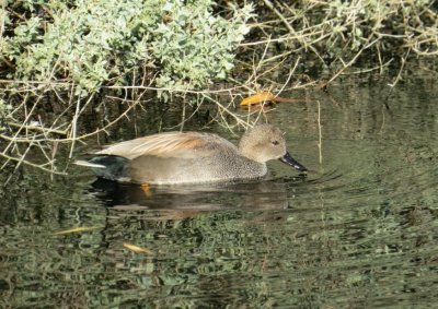 Gadwall