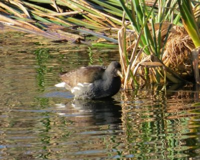 Common Moorhen