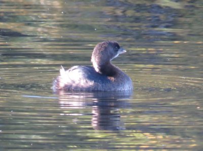 Pied-billed Grebe