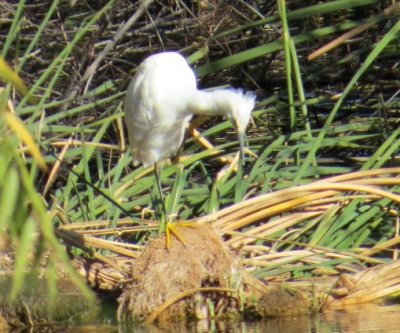 Snowy Egret