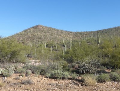 Hillside with Cacti