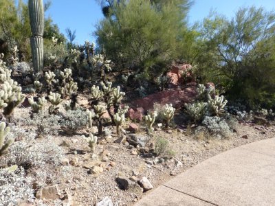 Assorted Cacti